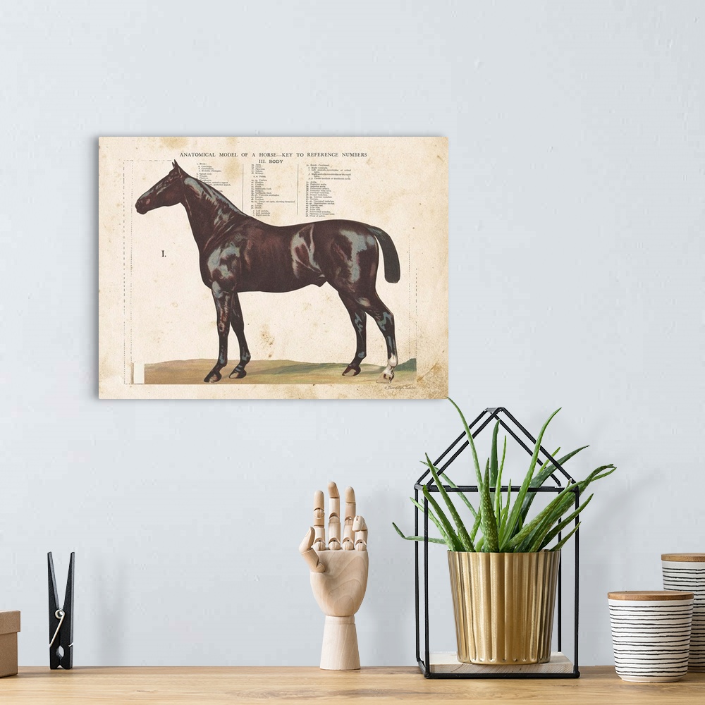 A bohemian room featuring Anatomical Model Horse