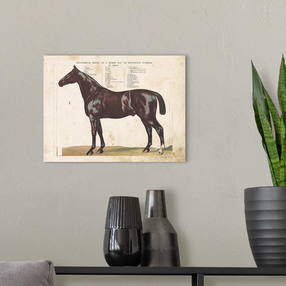A modern room featuring Anatomical Model Horse
