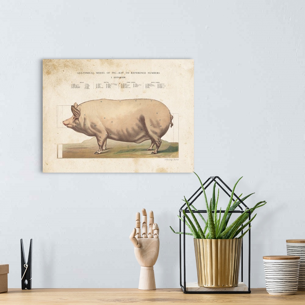 A bohemian room featuring Anatomical Model Pig
