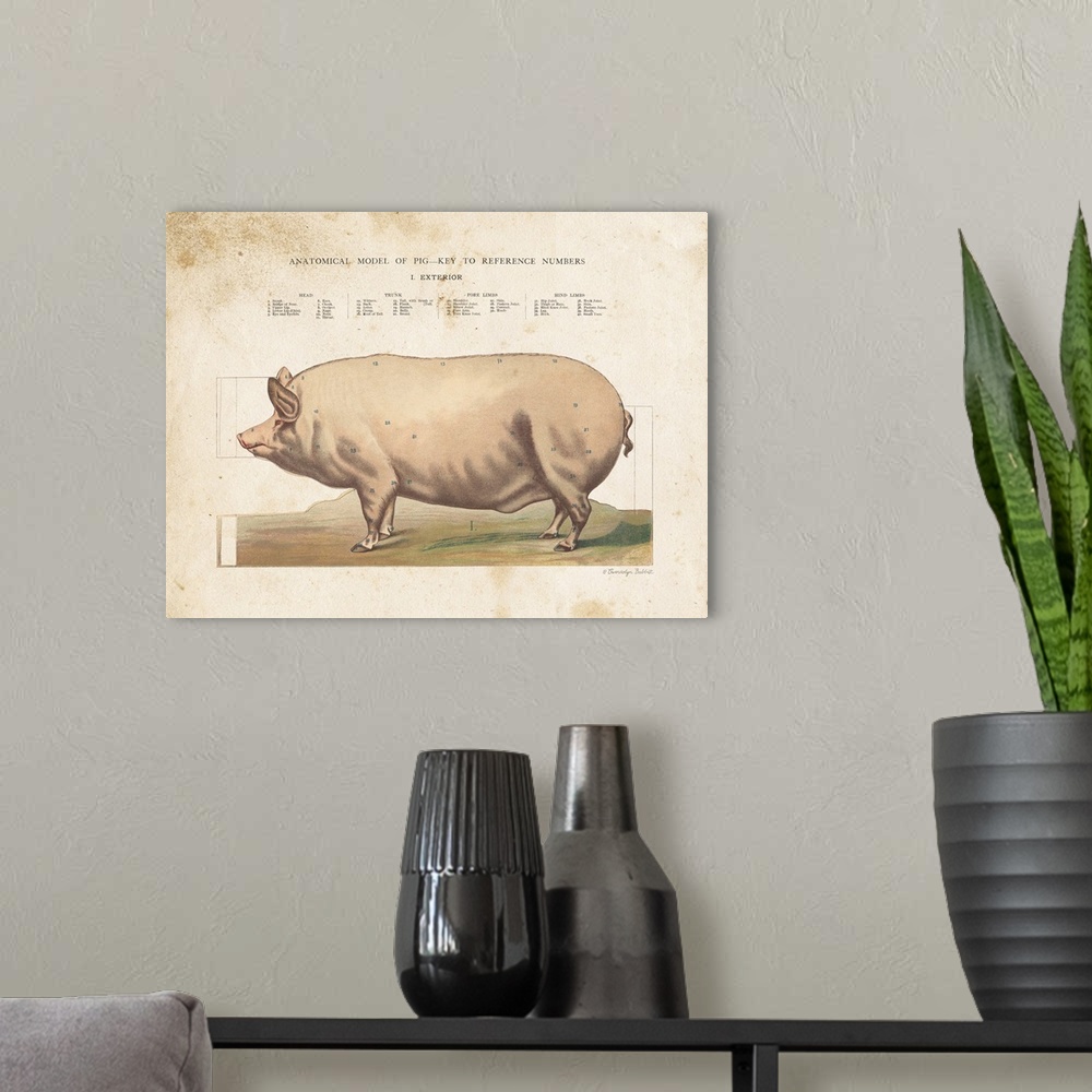 A modern room featuring Anatomical Model Pig