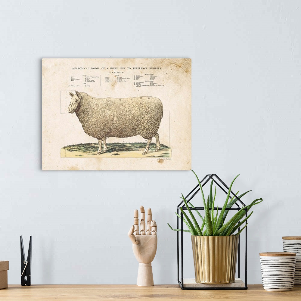 A bohemian room featuring Anatomical Model Sheep