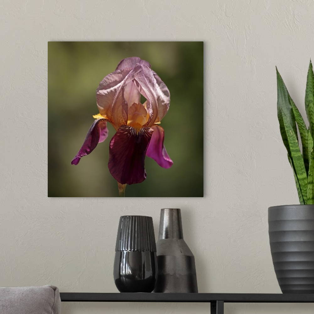 A modern room featuring Annemarie's Irises I