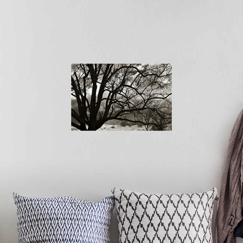 A bohemian room featuring Dark silhouette of a barren tree against a monotone, cloudy sky, its bare branches reaching acros...
