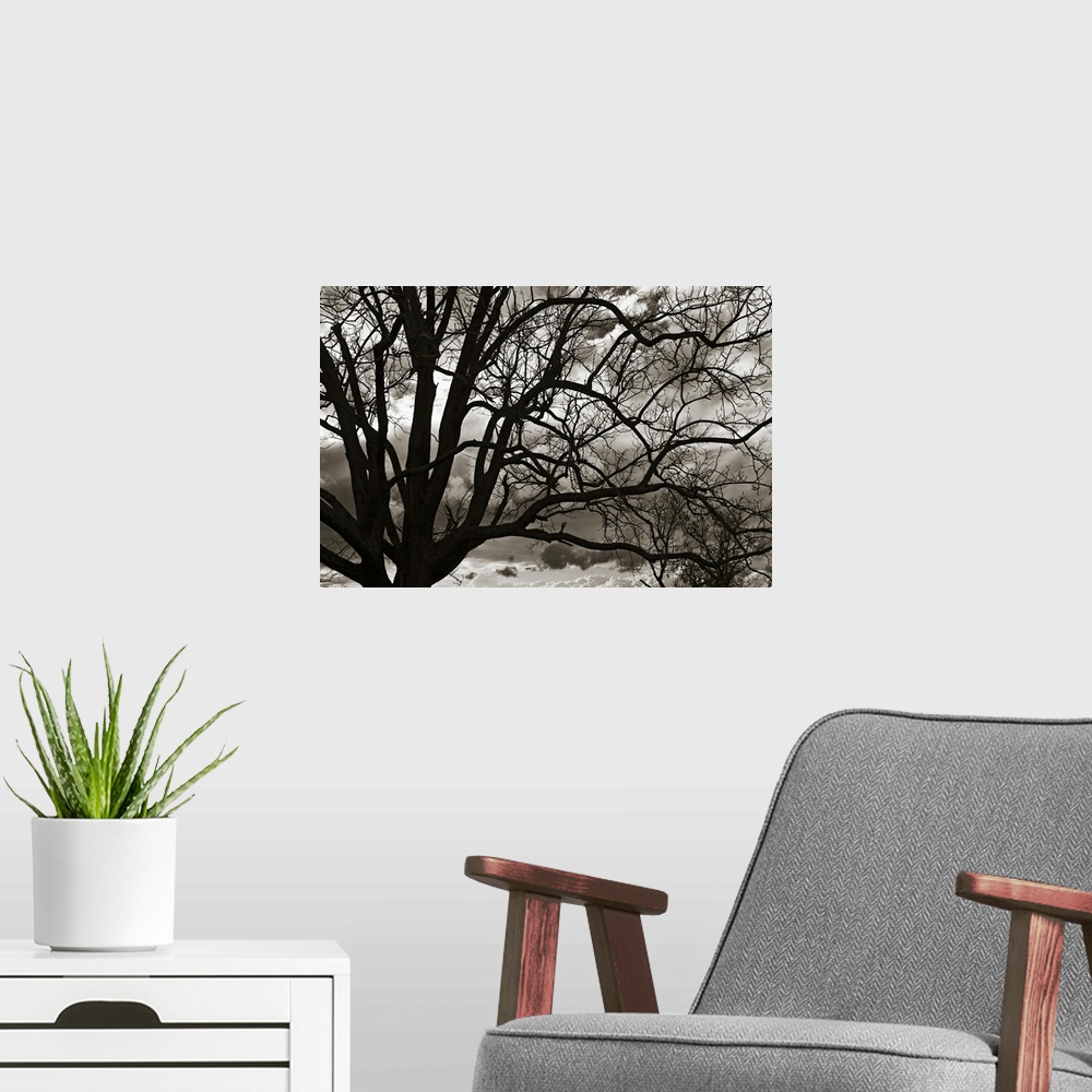 A modern room featuring Dark silhouette of a barren tree against a monotone, cloudy sky, its bare branches reaching acros...