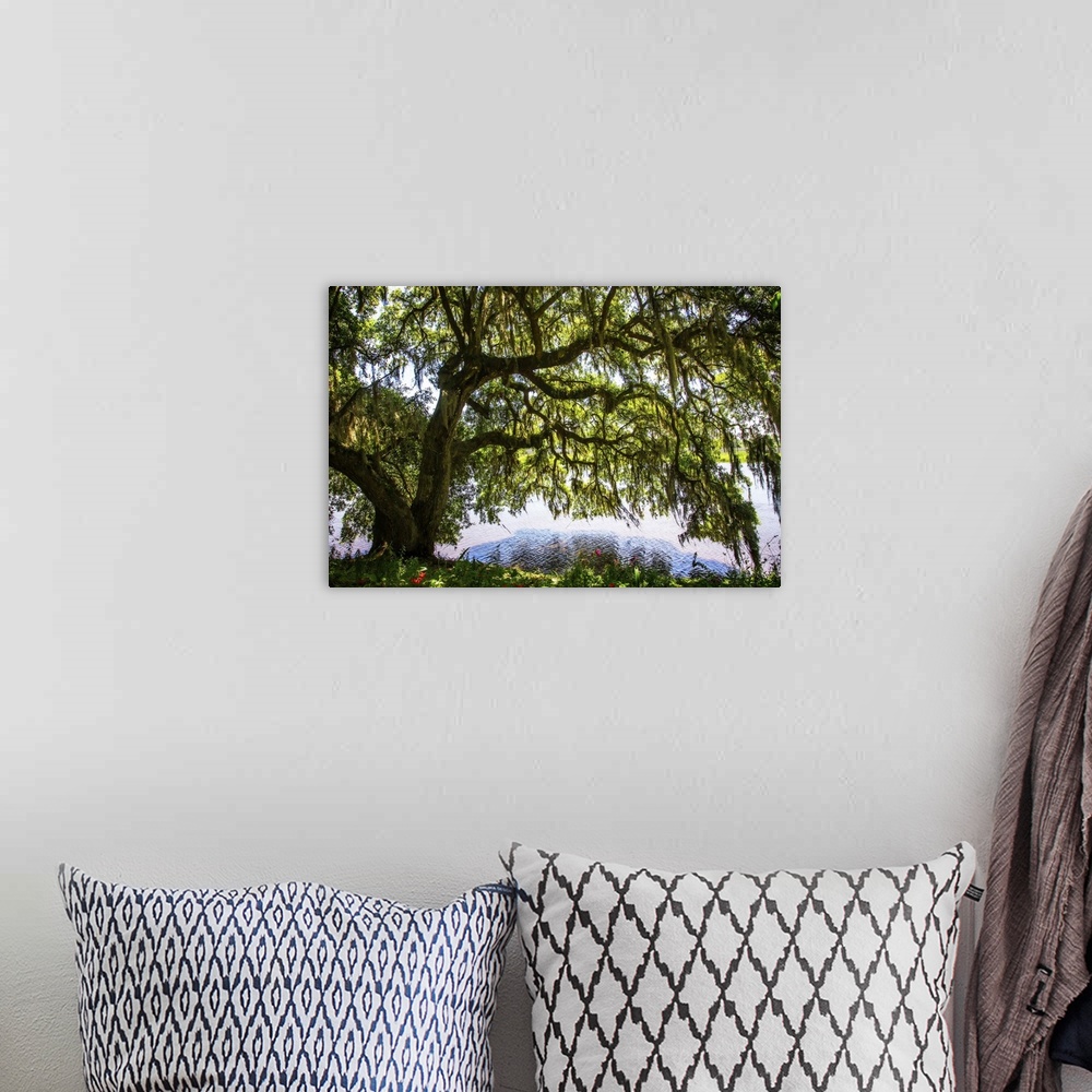 A bohemian room featuring Landscape photograph of a large Water Oak tree covered in Spanish Moss on the bank of the Ashley ...
