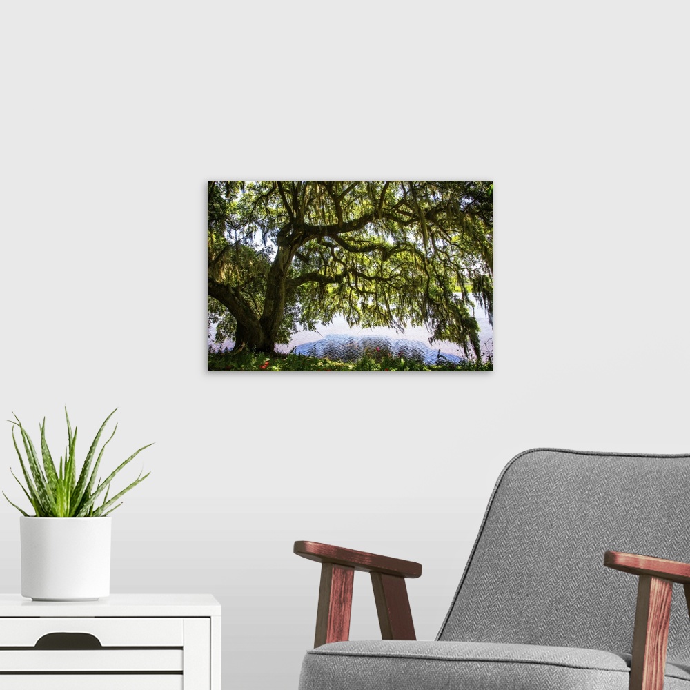 A modern room featuring Landscape photograph of a large Water Oak tree covered in Spanish Moss on the bank of the Ashley ...
