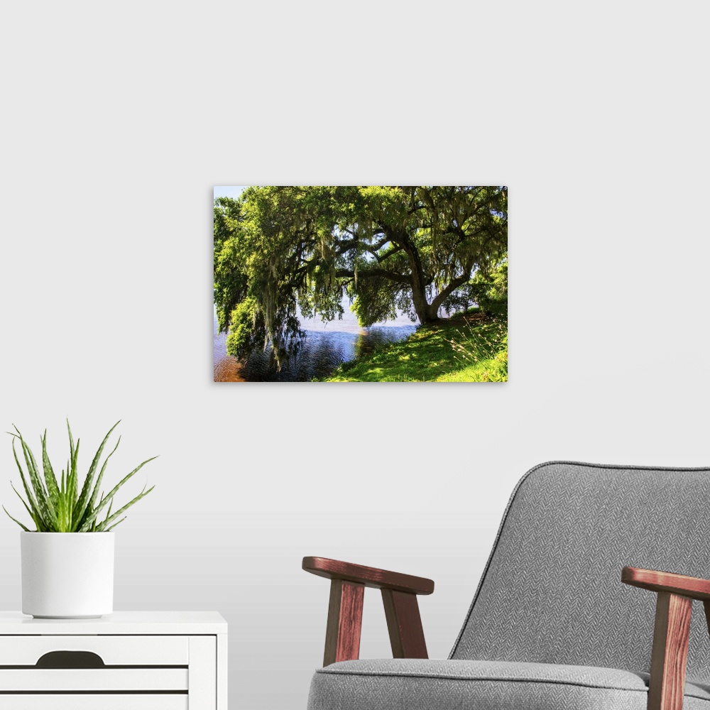 A modern room featuring Landscape photograph of a Water Oak tree covered in Spanish Moss leaning over the bank of the Ash...