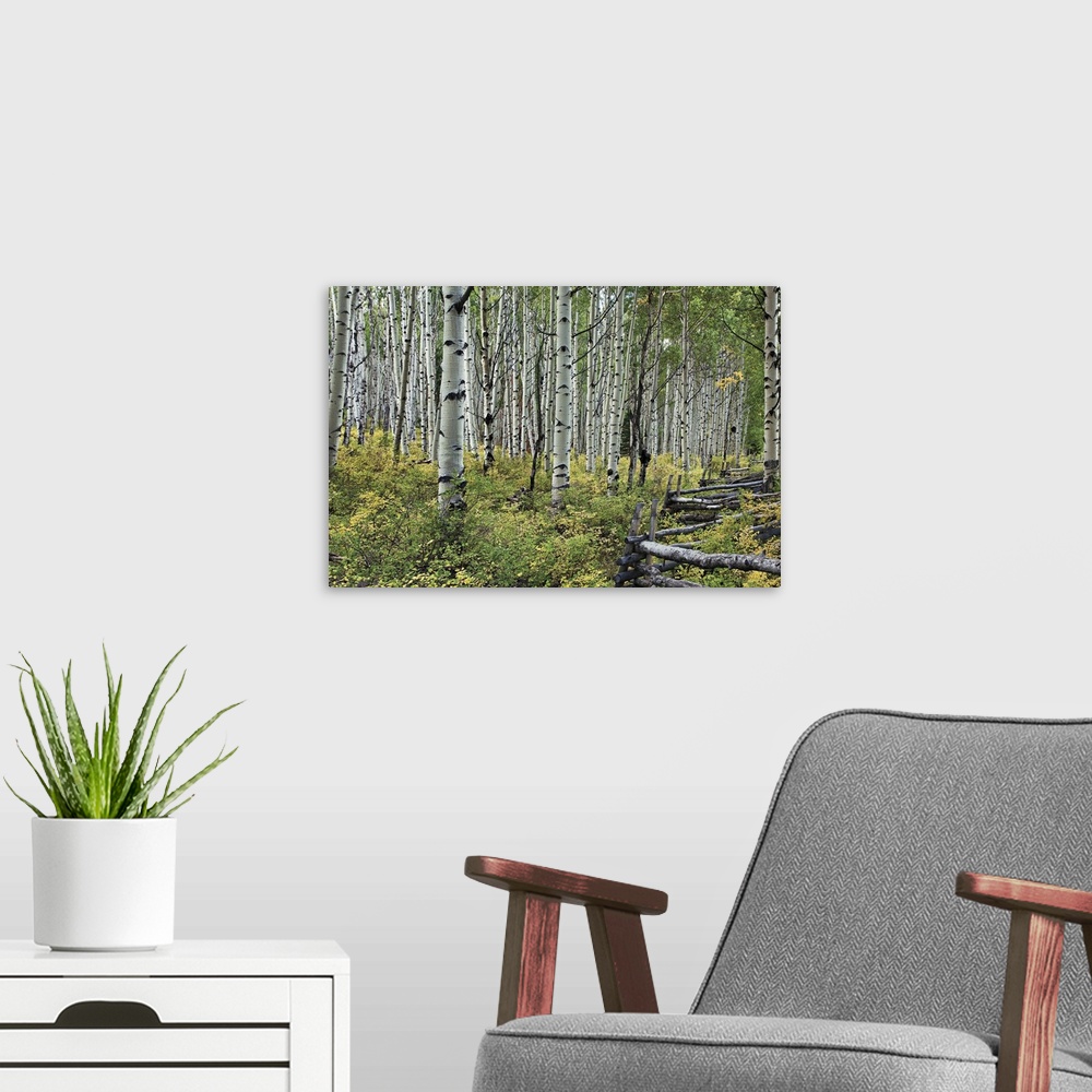 A modern room featuring Grove of aspen trees in a forest with a hand build fence cutting through the bottom brush.