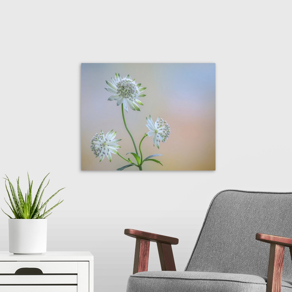 A modern room featuring Astrantia Blossoms I