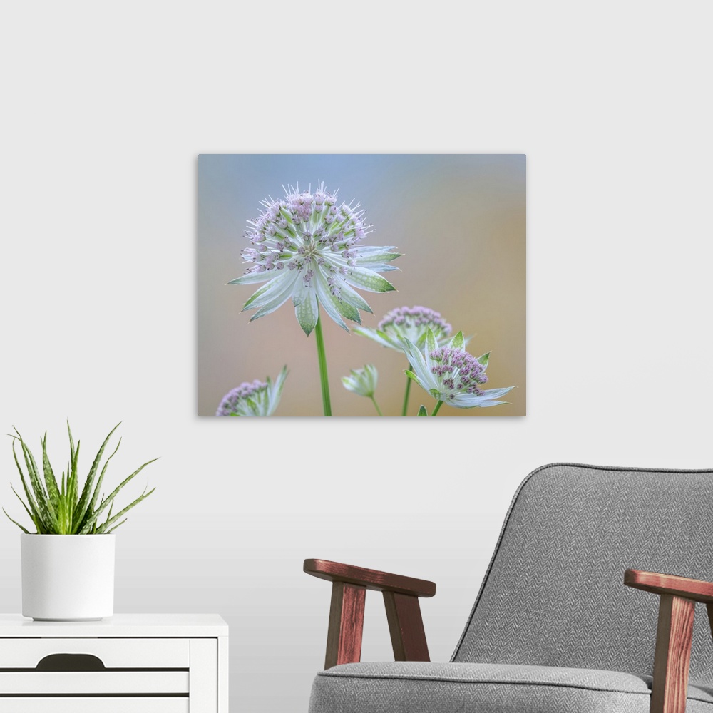 A modern room featuring Astrantia Blossoms II