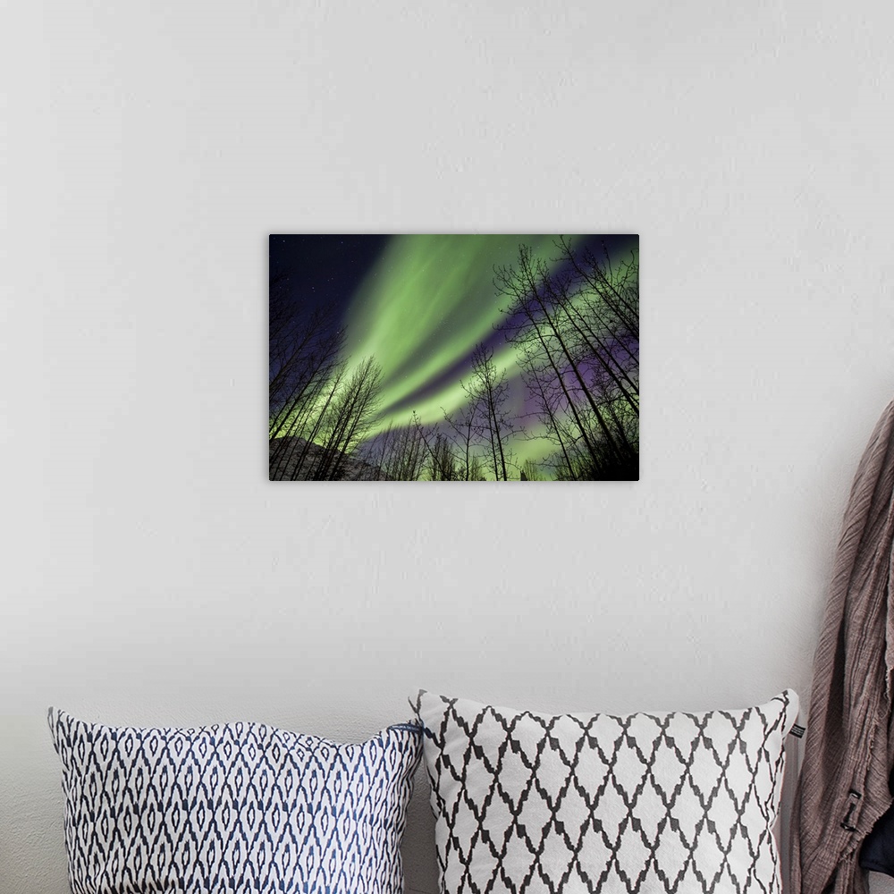 A bohemian room featuring Aurora Borealis Silhouetted Trees