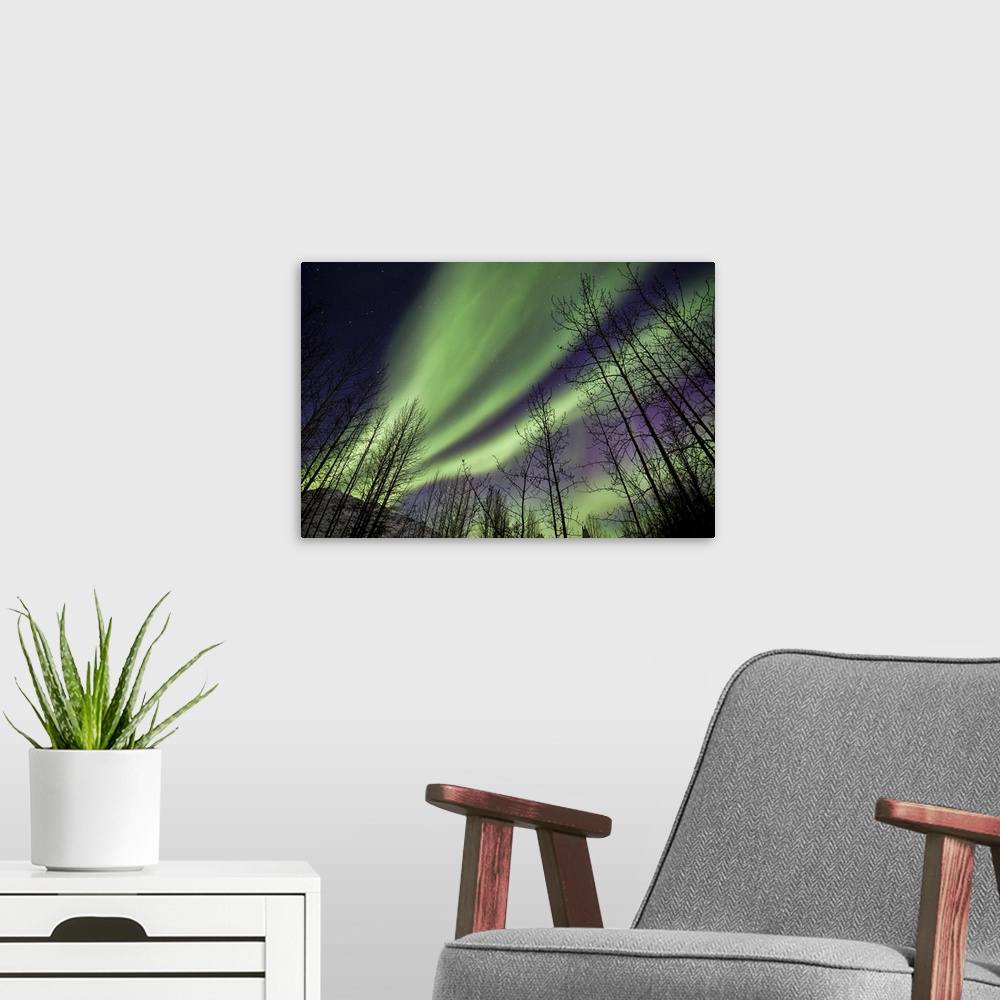 A modern room featuring Aurora Borealis Silhouetted Trees