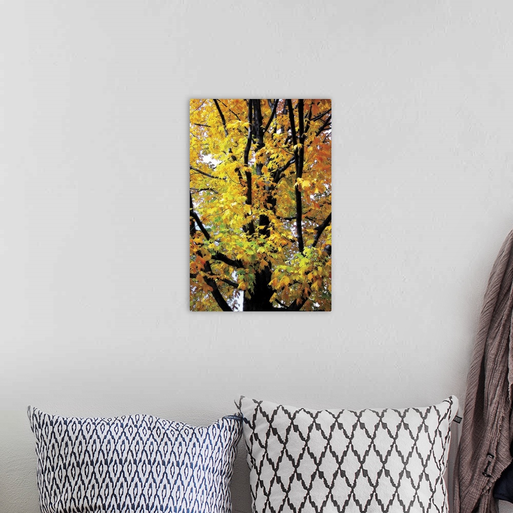 A bohemian room featuring This vertical photograph is a close up of a tree trunk where the bark contrasts dramatically with...