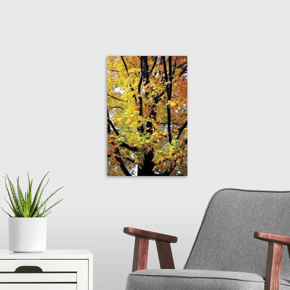 A modern room featuring This vertical photograph is a close up of a tree trunk where the bark contrasts dramatically with...