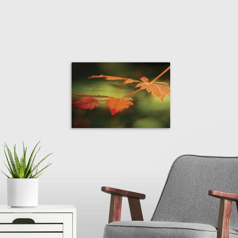A modern room featuring Autumn Fire Leaves I