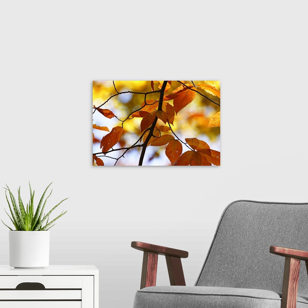 A modern room featuring Autumn Leaves 4