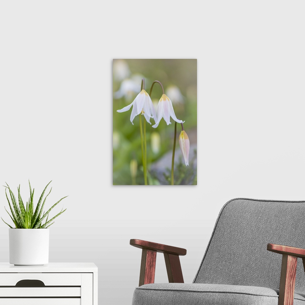 A modern room featuring Avalanche Lily II