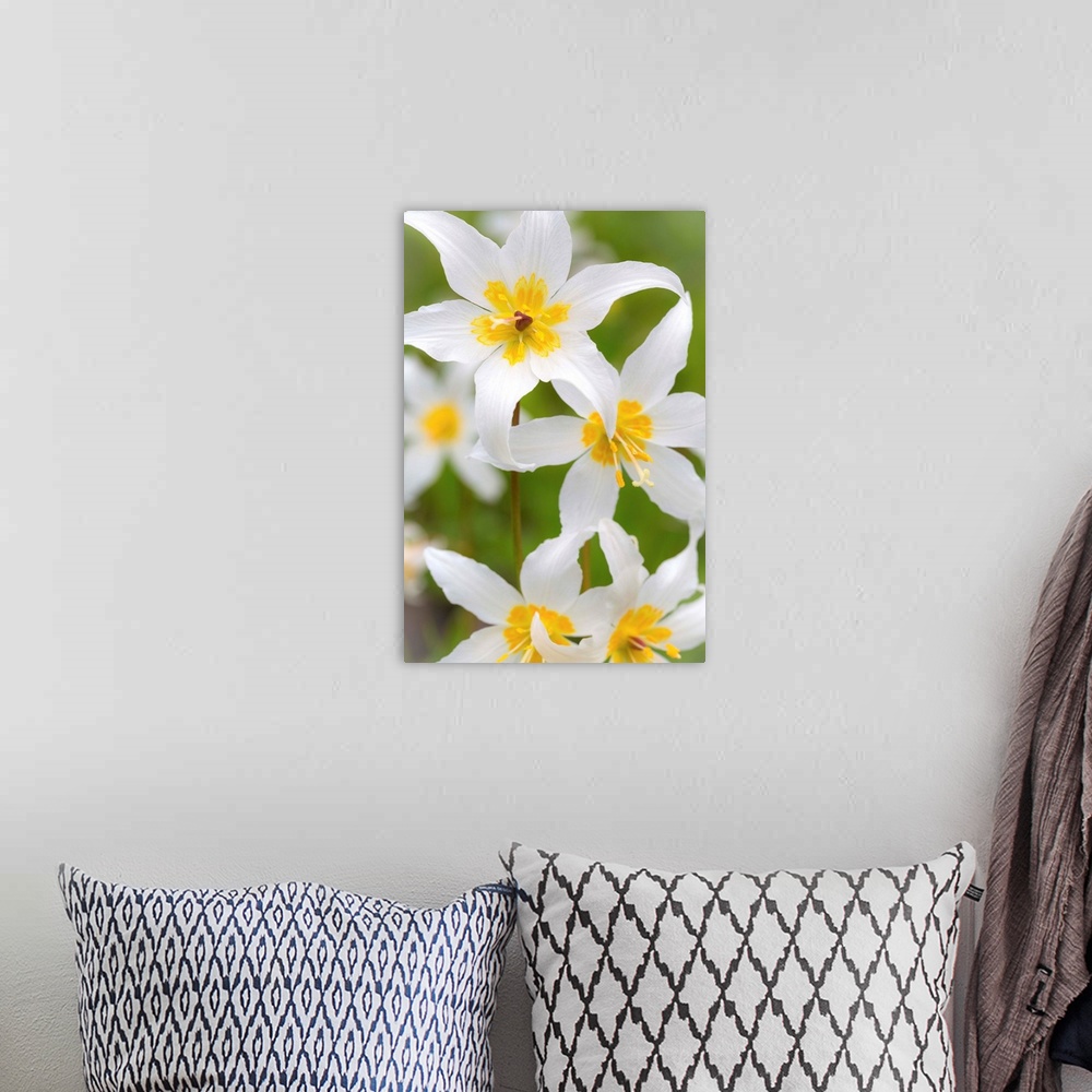 A bohemian room featuring Avalanche Lily IV