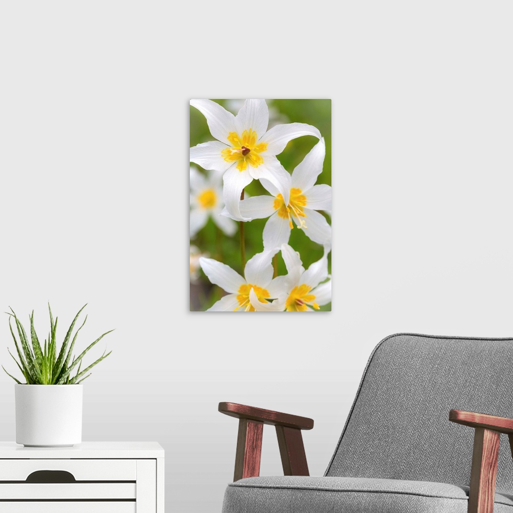 A modern room featuring Avalanche Lily IV