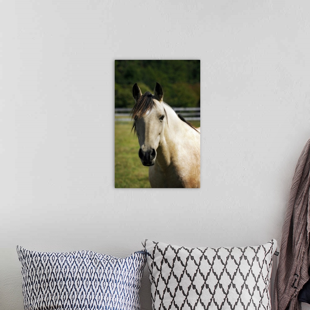A bohemian room featuring Portrait of a horse looking directly ahead against a blurred background by photographer Alan Haus...