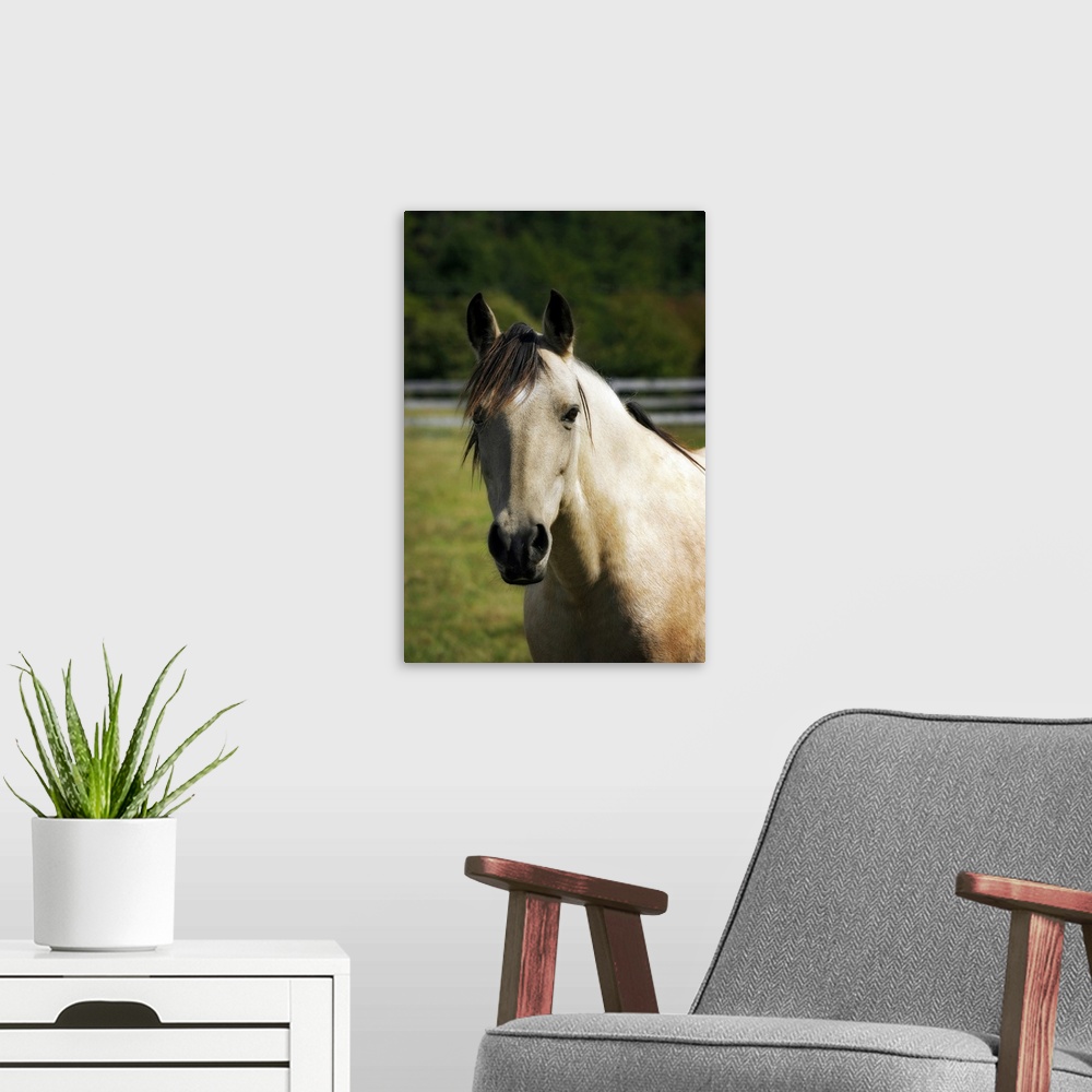 A modern room featuring Portrait of a horse looking directly ahead against a blurred background by photographer Alan Haus...