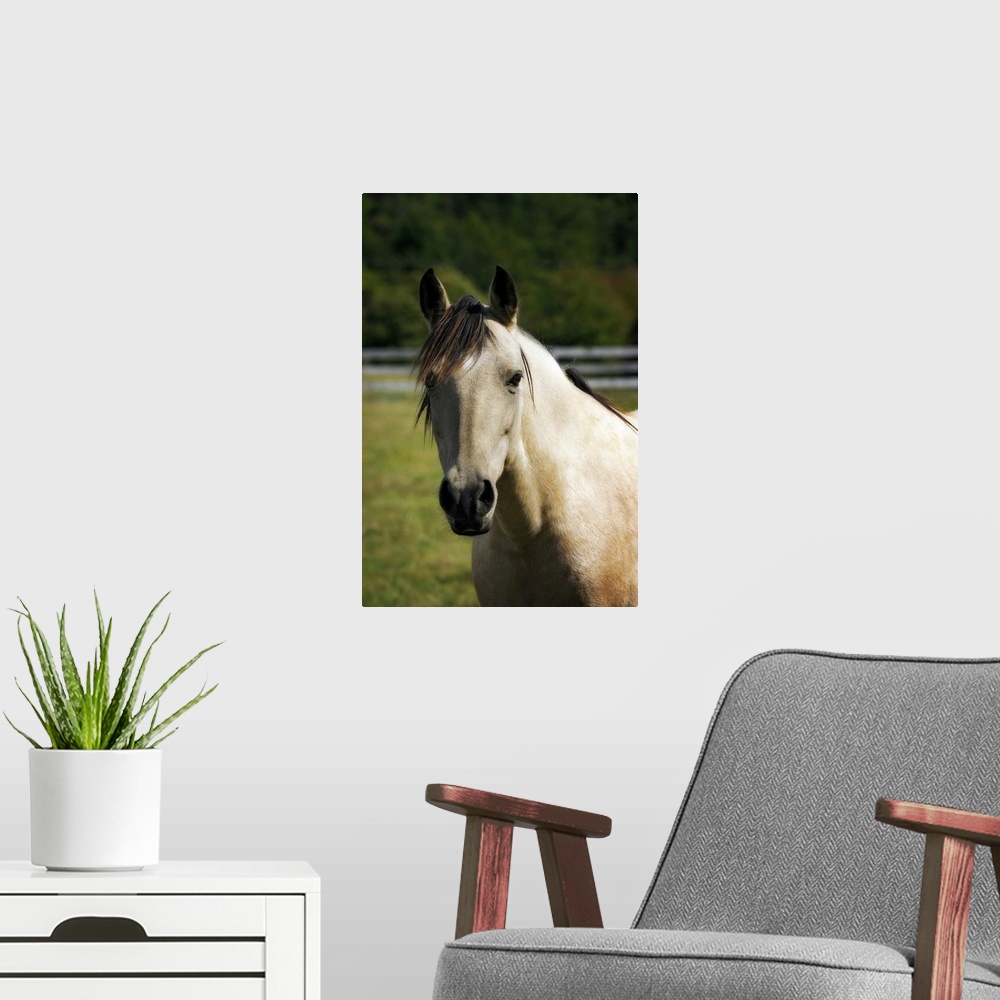 A modern room featuring Portrait of a horse looking directly ahead against a blurred background by photographer Alan Haus...