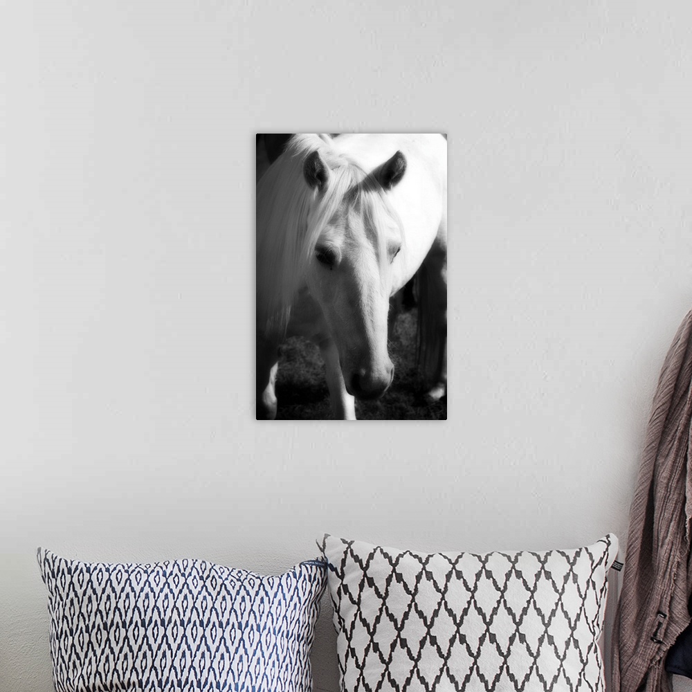 A bohemian room featuring A small horse is photographed closely so it's head is in the forefront of the picture with its bo...