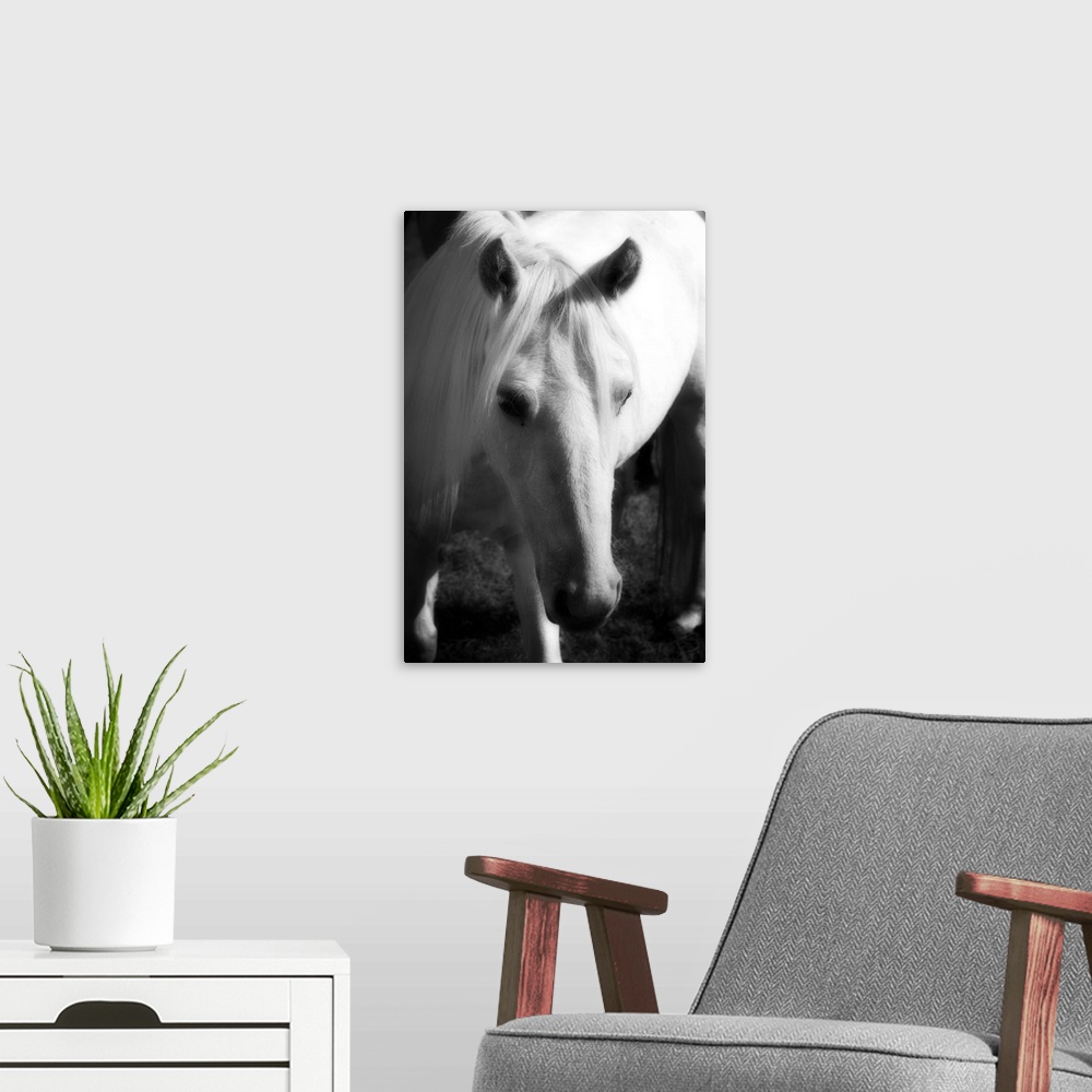 A modern room featuring A small horse is photographed closely so it's head is in the forefront of the picture with its bo...
