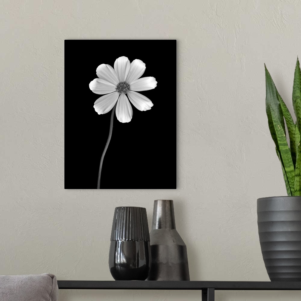 A modern room featuring Tall canvas photo of a flower on a dark solid background.