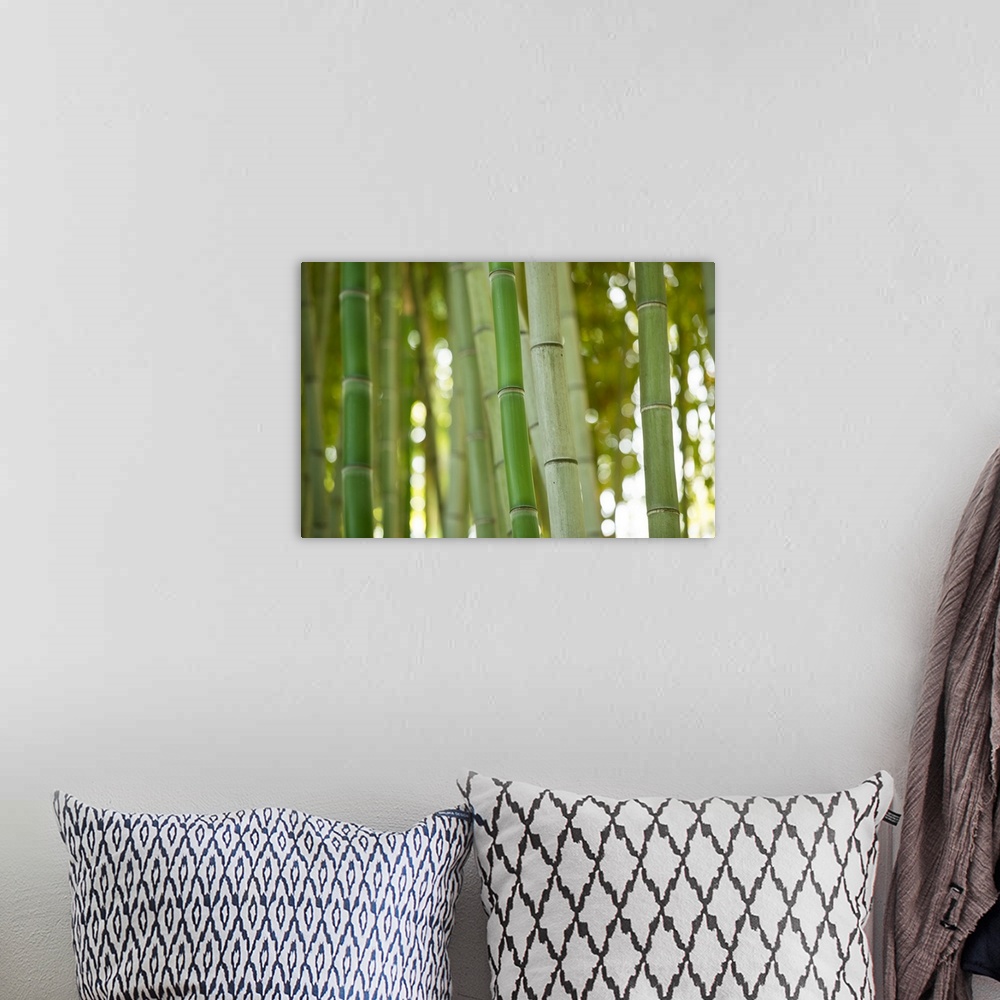 A bohemian room featuring Bamboo and Bokeh I