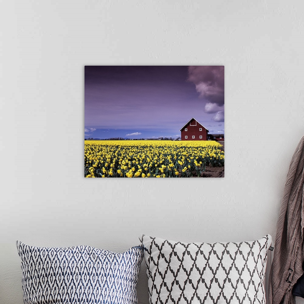 A bohemian room featuring Photograph of a field filled with yellow daffodils and a large red barn in the background.