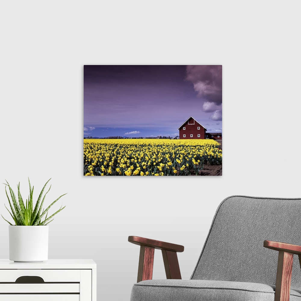 A modern room featuring Photograph of a field filled with yellow daffodils and a large red barn in the background.