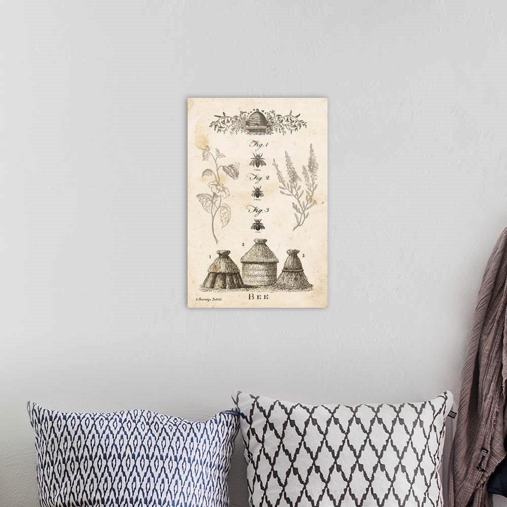 A bohemian room featuring Vintage illustration of a bee chart with hives and different types of bees.