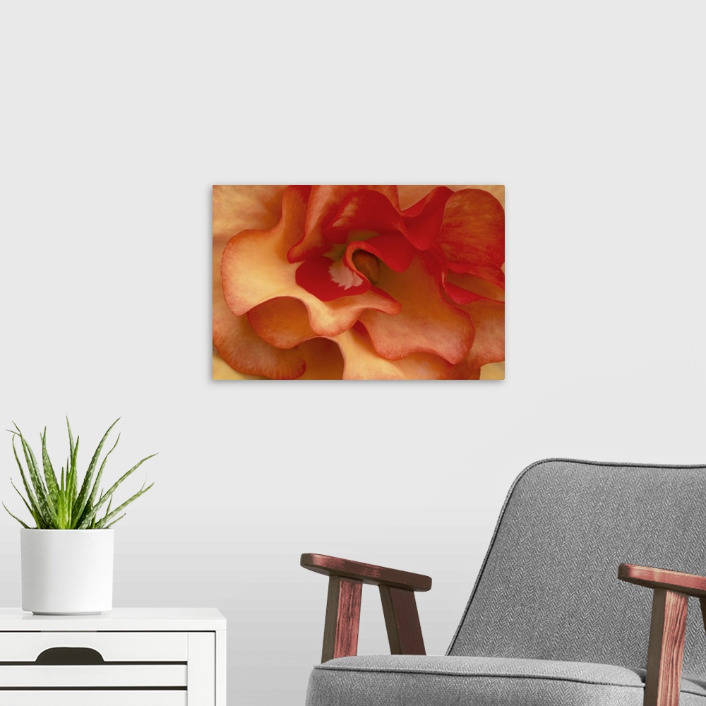 A modern room featuring Begonia Petals I