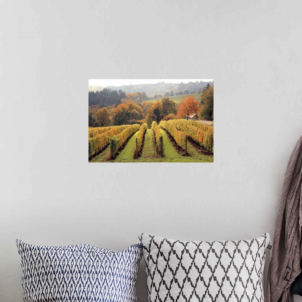 A bohemian room featuring Big photograph shows rows of grapes within a vineyard sitting in front of a small tree line that ...