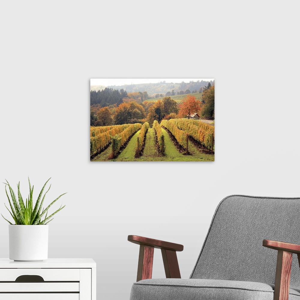 A modern room featuring Big photograph shows rows of grapes within a vineyard sitting in front of a small tree line that ...