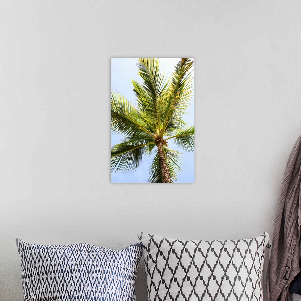 A bohemian room featuring Tropical photograph looking up at the top of a palm tree with a blue sky in the background.