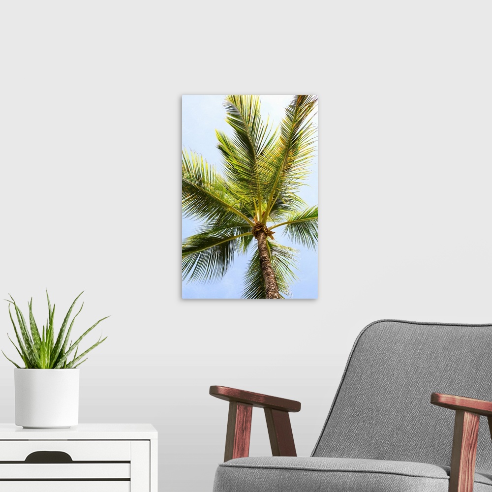 A modern room featuring Tropical photograph looking up at the top of a palm tree with a blue sky in the background.