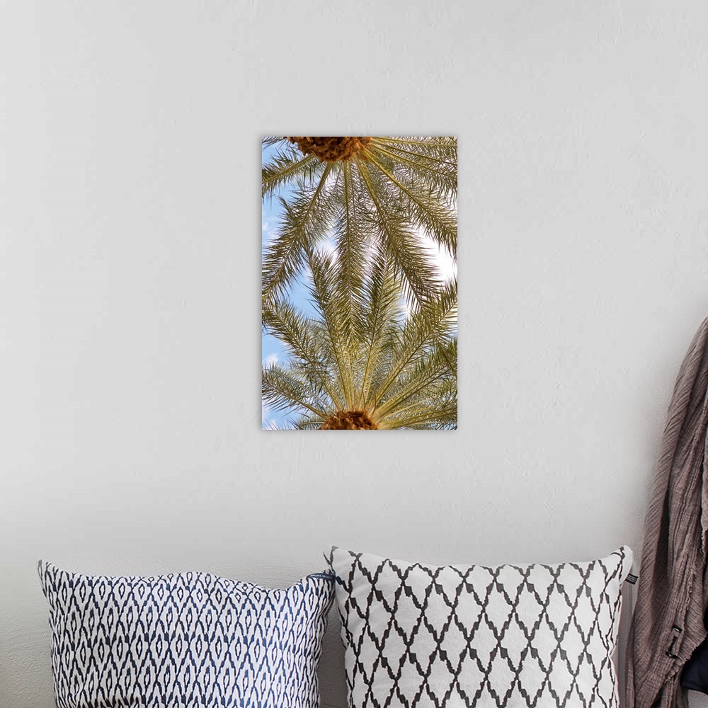 A bohemian room featuring Photograph looking up at the very tops of two palm trees with a blue sky and white clouds in the ...