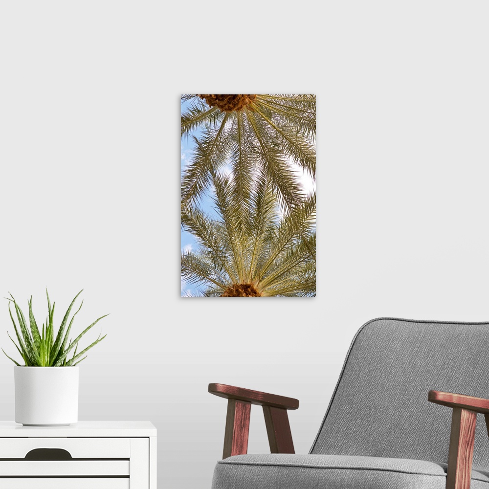 A modern room featuring Photograph looking up at the very tops of two palm trees with a blue sky and white clouds in the ...