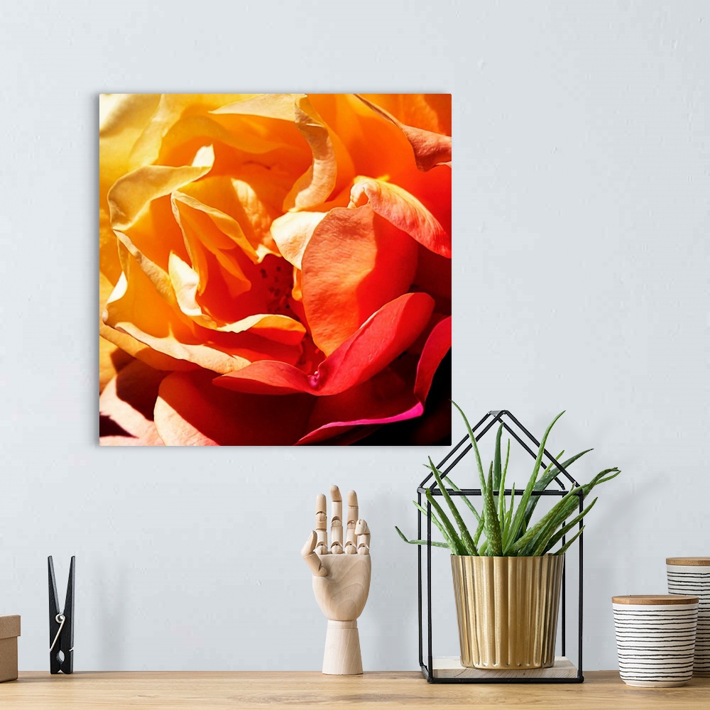 A bohemian room featuring Close-up square photograph of flower petals in warm shades of yellow, orange, and red.
