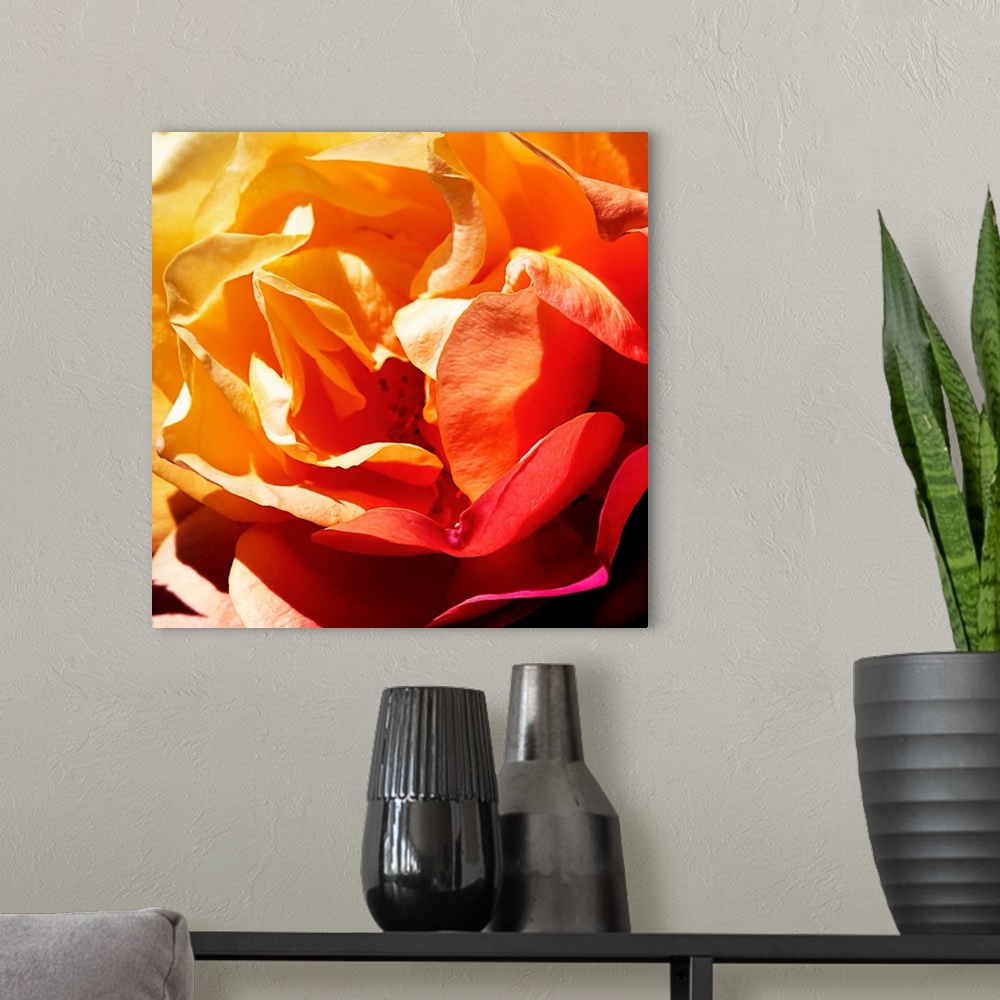 A modern room featuring Close-up square photograph of flower petals in warm shades of yellow, orange, and red.
