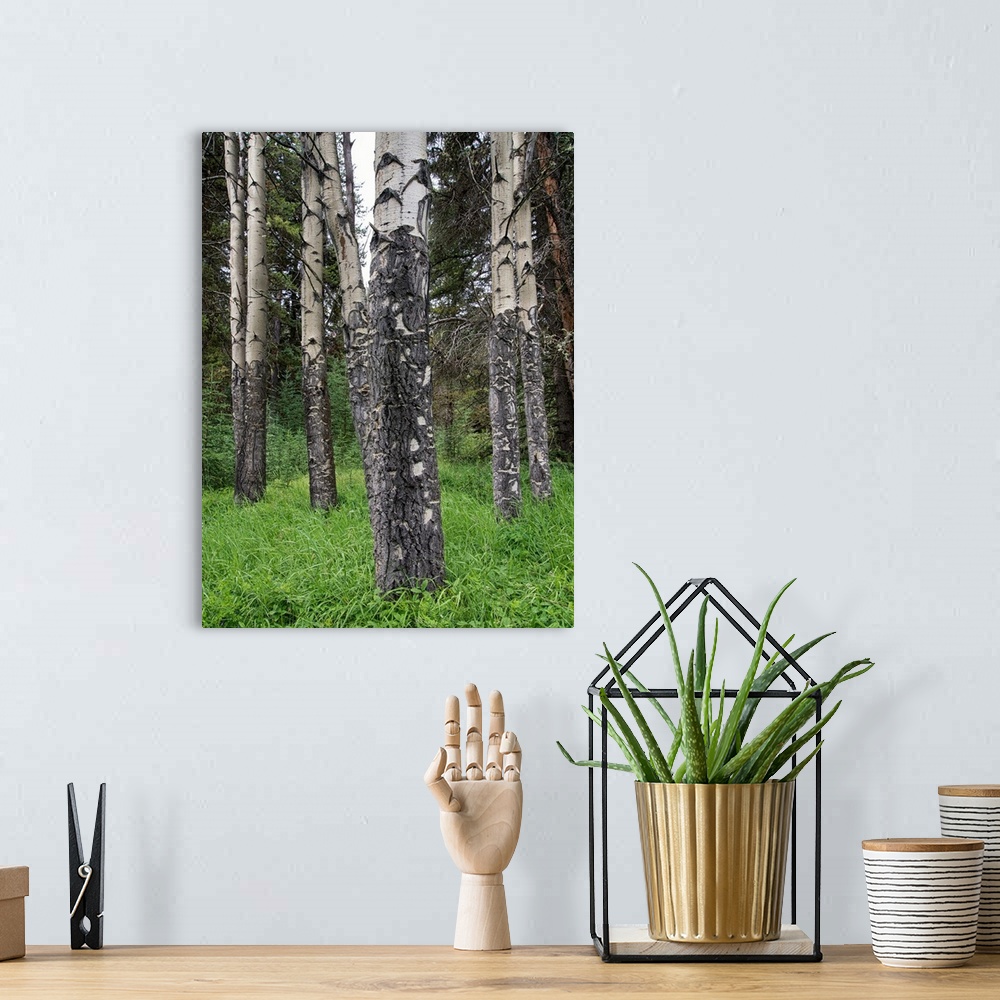 A bohemian room featuring Photograph of birch tree trunks and luscious, tall, green grass.