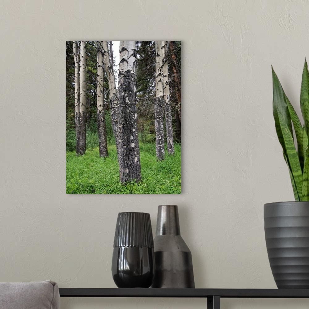 A modern room featuring Photograph of birch tree trunks and luscious, tall, green grass.