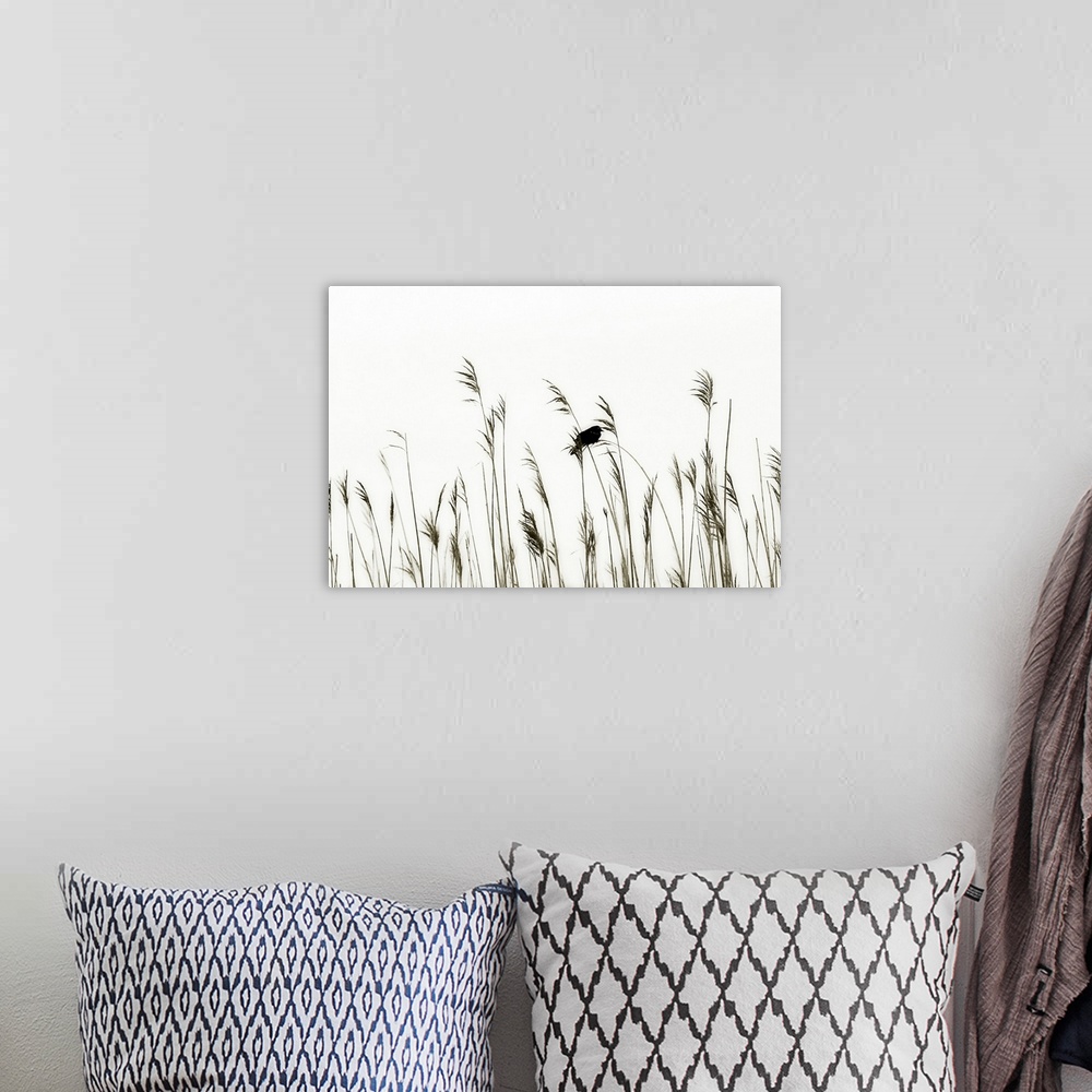 A bohemian room featuring This landscape photograph capture and tiny bird resting on thin bristles of sea grass contrasting...