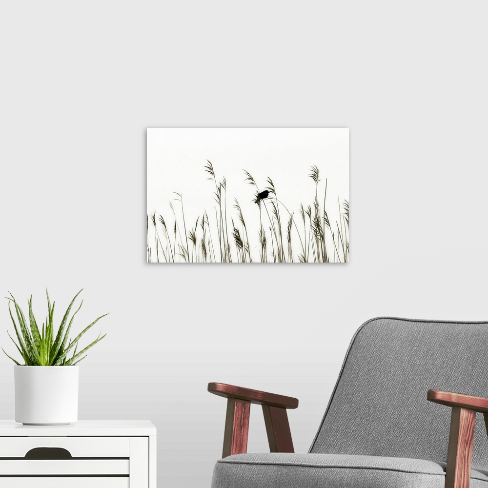 A modern room featuring This landscape photograph capture and tiny bird resting on thin bristles of sea grass contrasting...