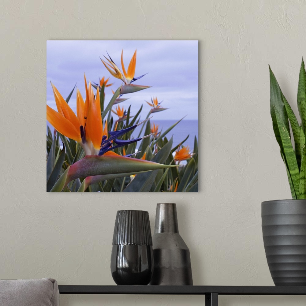 A modern room featuring Bird of Paradise I