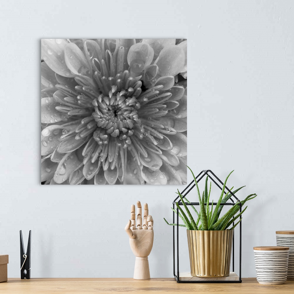 A bohemian room featuring This large square piece is a closely taken photograph of the center of a mum flower.
