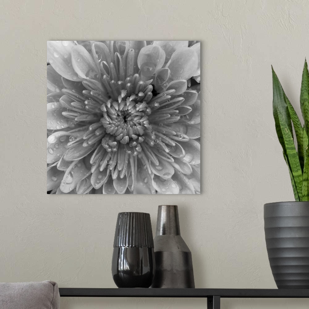 A modern room featuring This large square piece is a closely taken photograph of the center of a mum flower.