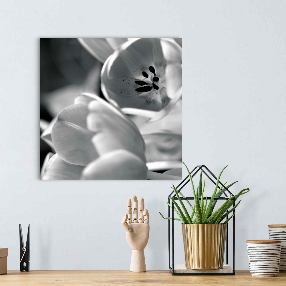 A bohemian room featuring Black and White Tulips I